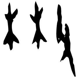 Oracle form