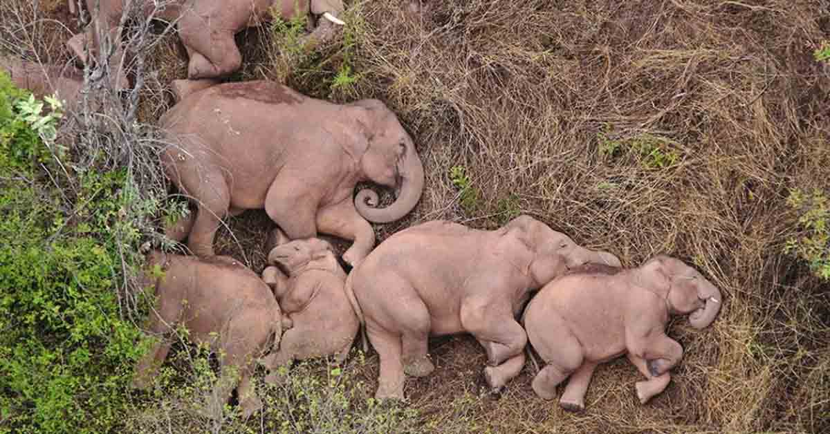 新聞：大象來了！